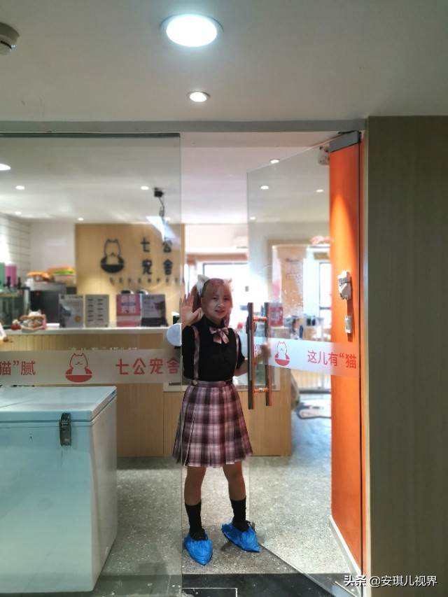 家有爱宠休闲式宠物店撸猫馆,宠物猫舍撸猫馆