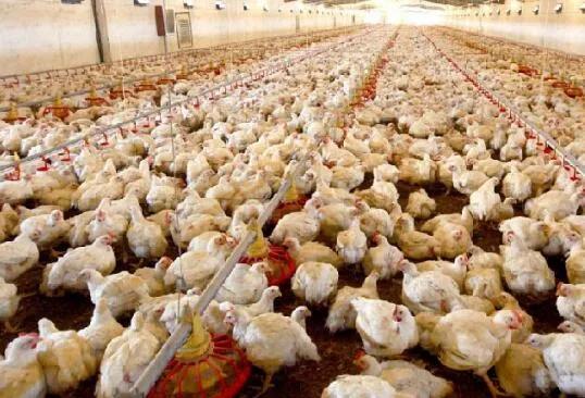 鸡养殖小知识大全,鸡养殖技术视频播放