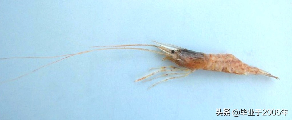 大连什么品种的虾好吃,大连哪里的虾最正宗