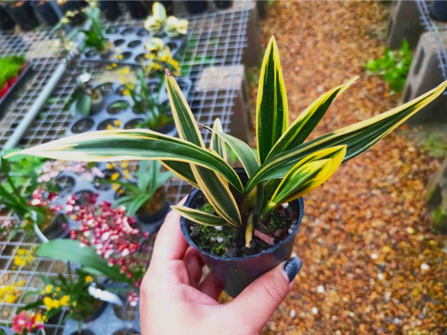 曾价值20万1苗,正格荷瓣,叶片带艺,花艺双绝,带你认识红神荷