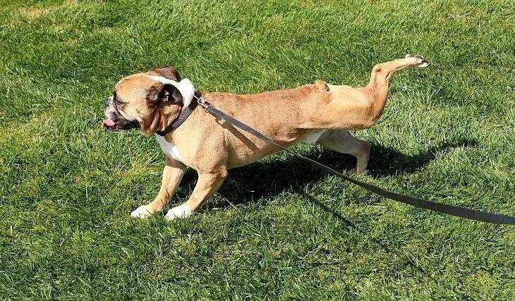 20个关于狗狗的冷知识，99.99%的铲屎官都不知道