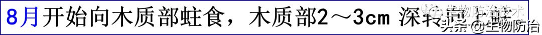 蛀干害虫是钻蛀害虫吗,果树枝干钻蛀害虫图片