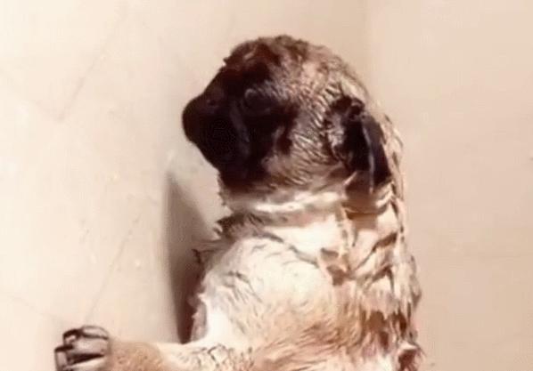 法斗游泳淹死了,法斗在宠物医院洗澡意外死亡后续