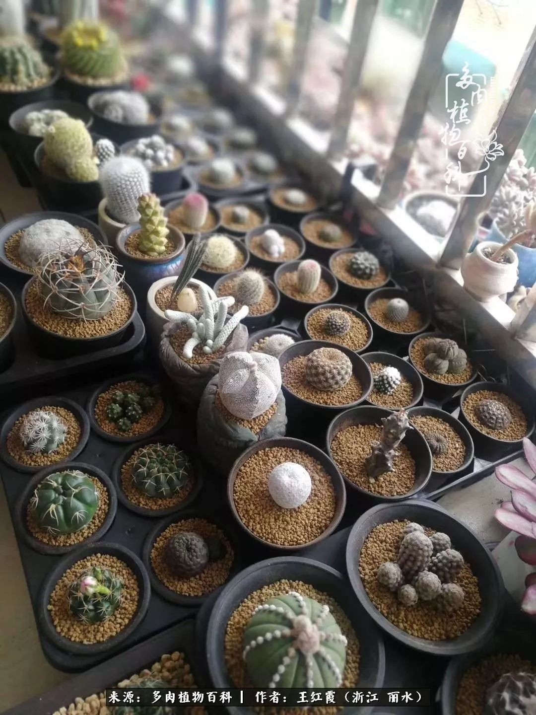 仙人球露养条件,仙人球的露养方法