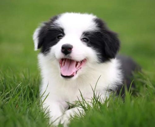 边牧各个阶段的毛发,戈赞狗粮的优缺点