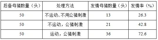 母猪不发情,原因竟然出现在这!你注意过吗?