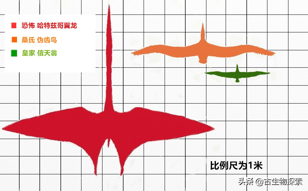 巨型翼龙视频,超大型翼龙