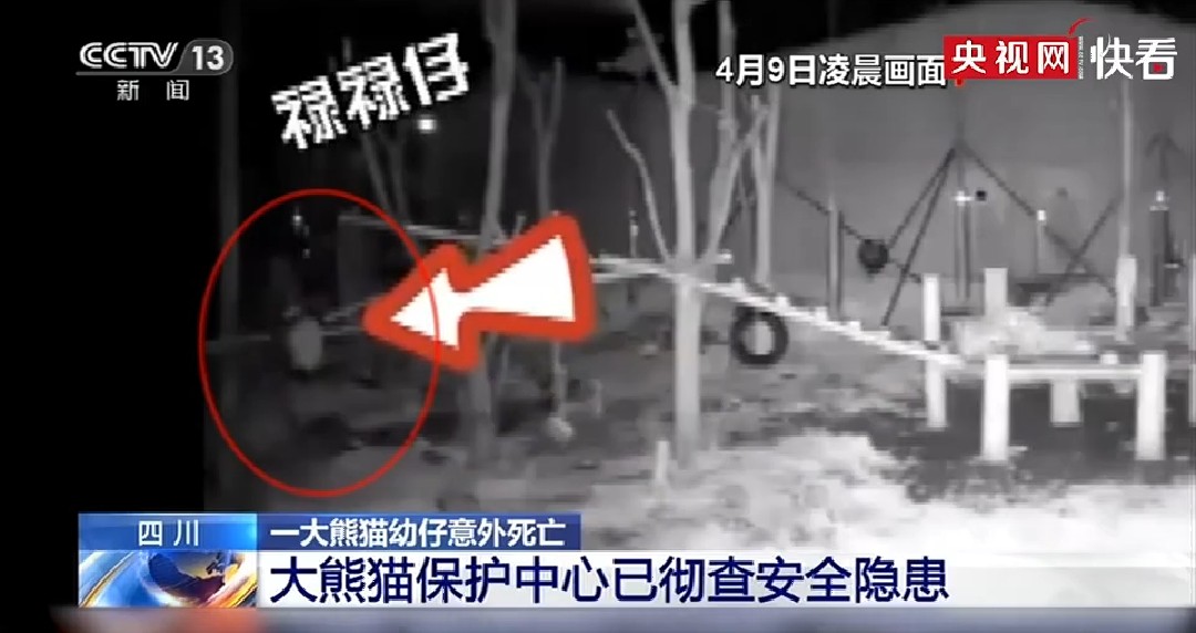成都大熊猫直播中遭饲养员摔伤,大熊猫幼崽死亡直播回访
