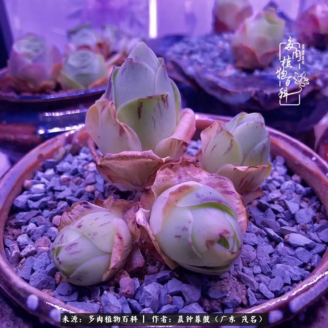 轻轻地告诉你，我的多肉也曾美过，不信你看看