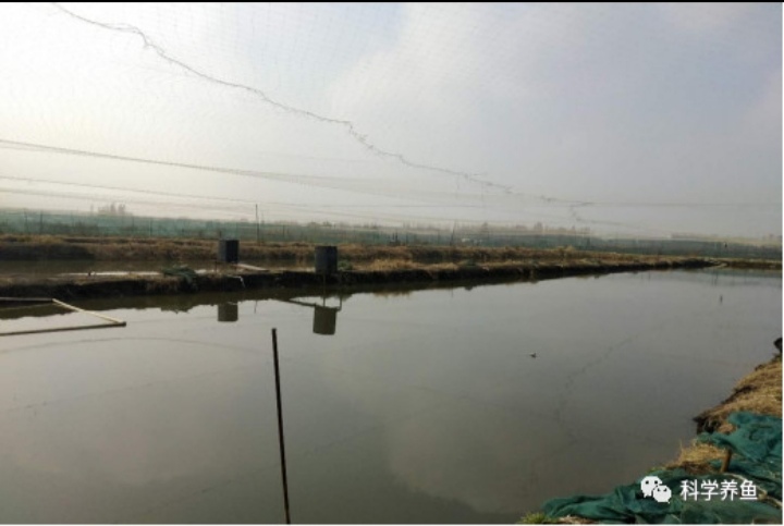 庄稼汉养殖泥鳅是真的吗,旱泥鳅养殖