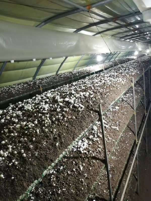 菌菇种植促乡村振兴,河北食用菌产业撑起群众致富伞