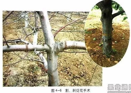 苹果树傻瓜式修剪技术详解,桃树傻瓜式修剪技术