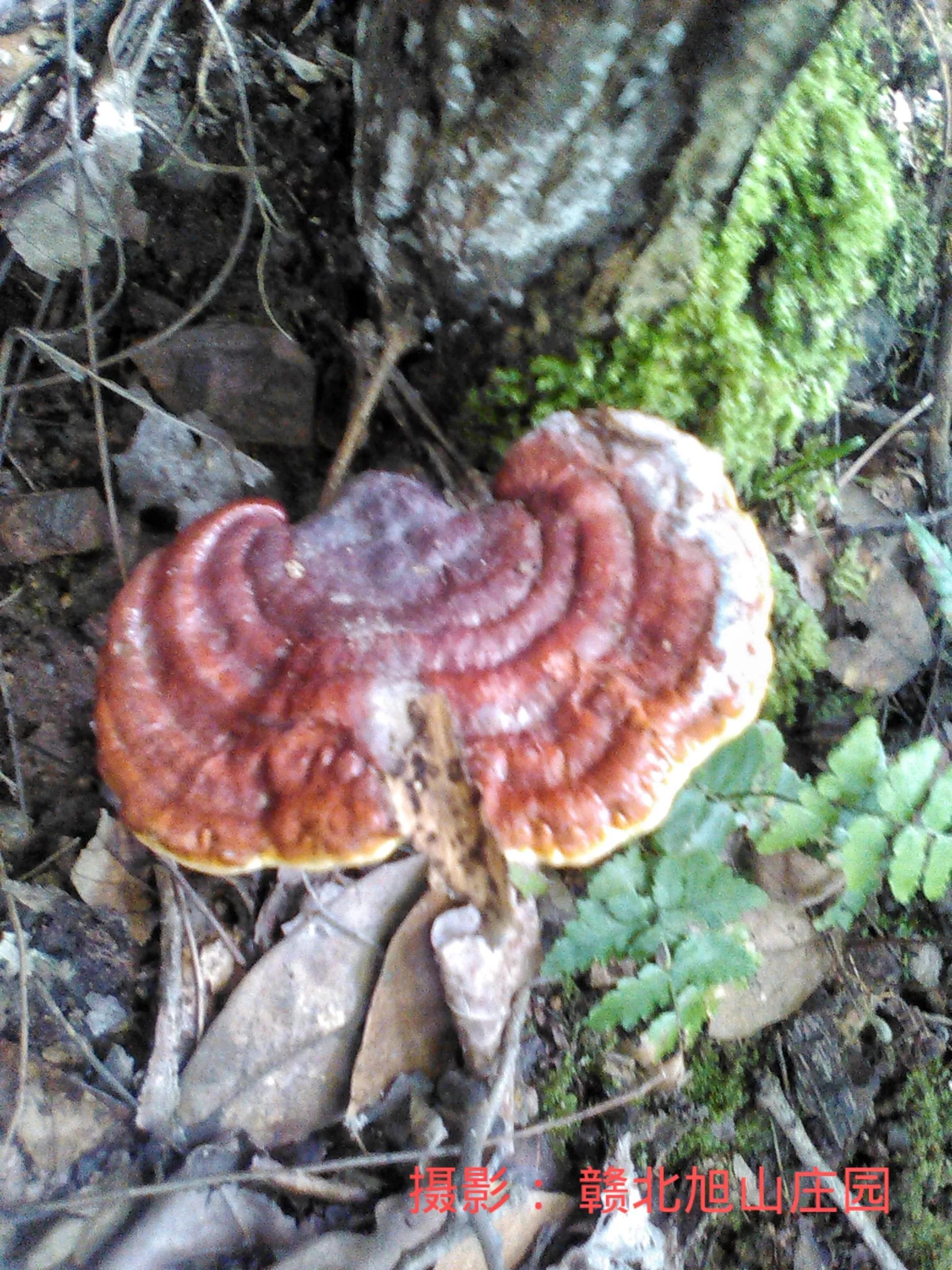 江西省赣北旭山庄园,灵芝旭山庄园