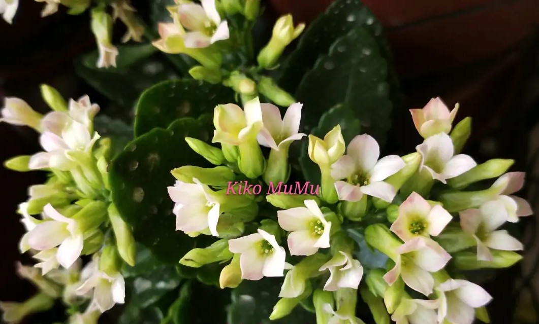 长寿花单瓣品种大全,长寿花100种颜色图片