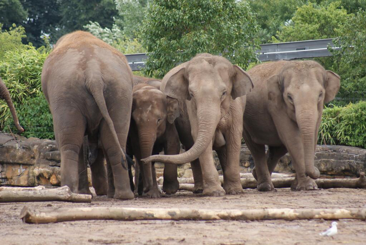 云南大象为什么往北迁徙,云南大象迁徙小象艰难爬出水沟