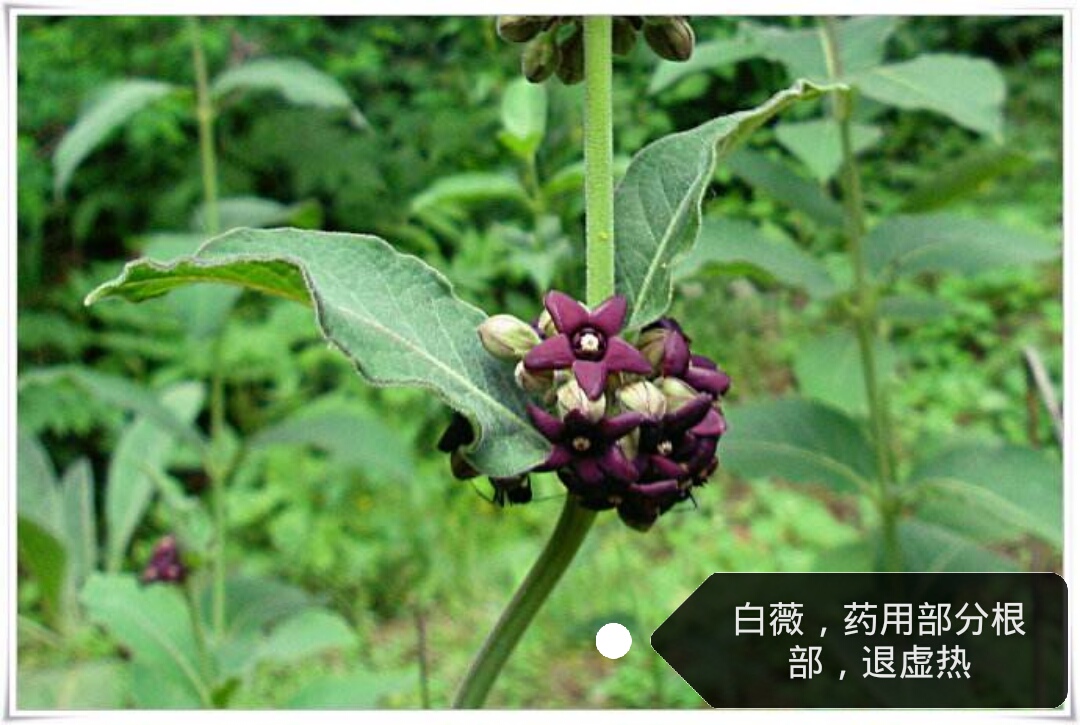 外胚型体质性格,体质与性格的关系