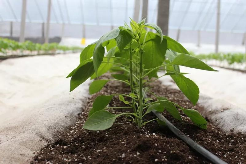 无土栽培和土壤种植技术研究所,农业无土栽培技术培训