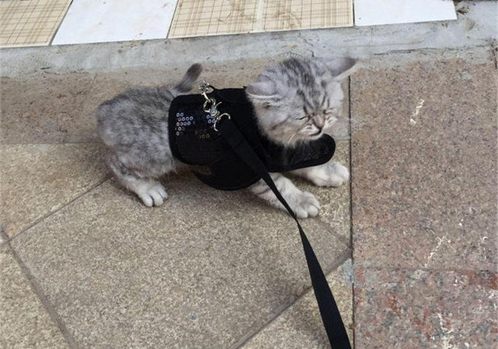 橘猫都逃不过的真香定律：铲屎官自制猫包，让猫咪爱上出门的感觉