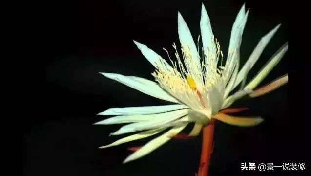 全球最贵的一种花是什么,全球最贵的十盆花