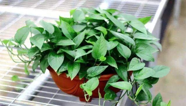 谁说绿萝知识浇浇水？很多人都养错了，绿萝应该这么养