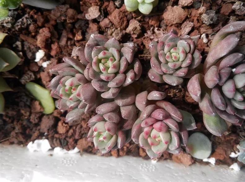 多肉叶插的正确正反方法,多肉蓝石莲叶插出苗后怎么管理