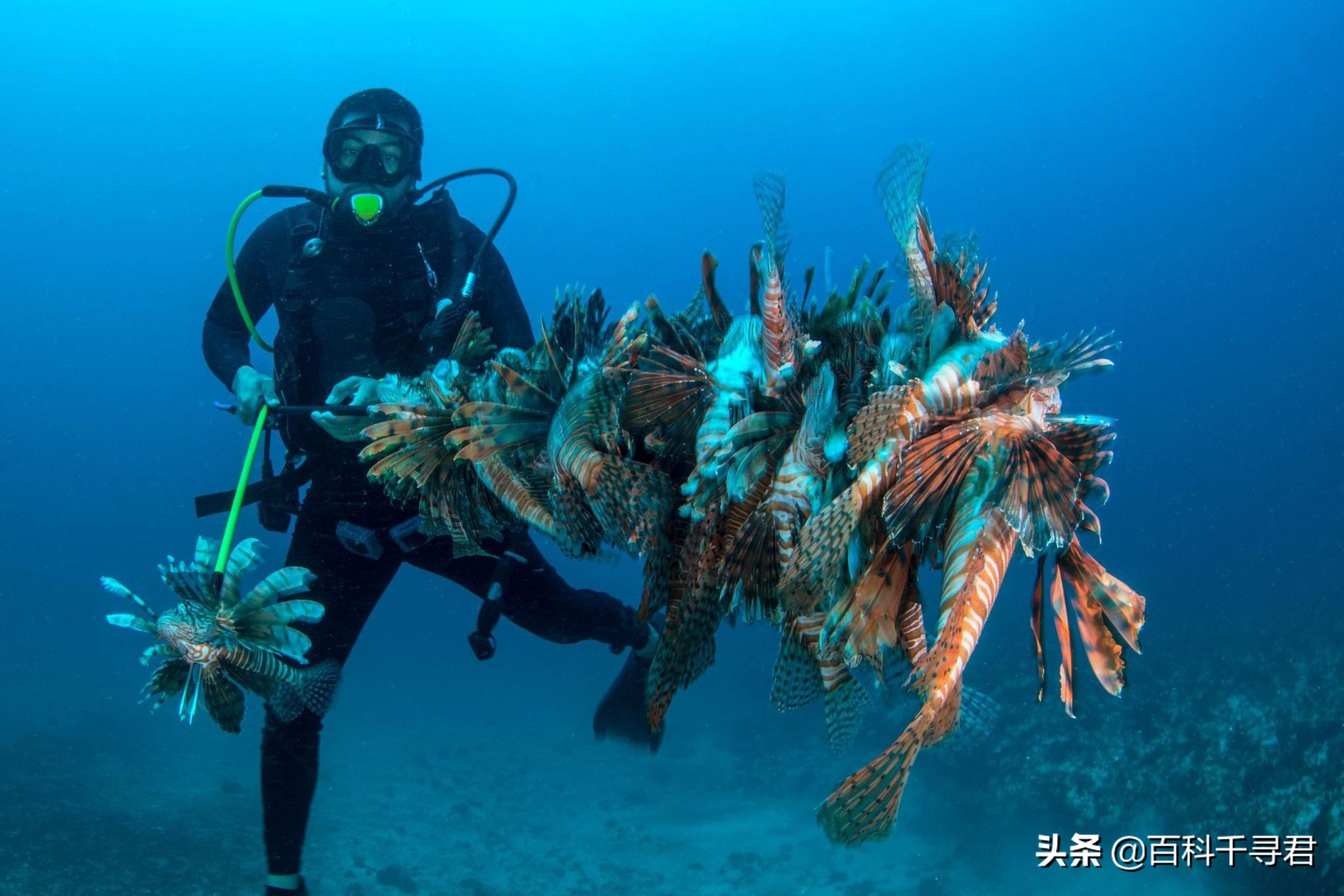 有哪些非常非常可怕的蛇类,人们最害怕的是大型蛇类