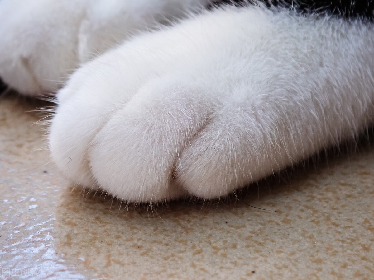 甯歌鐨勪竷绉嶄腑鍗庣敯鍥尗闆呯О,涓崕鐢板洯鐚彜浠g殑闆呯О鏈夊濂藉惉