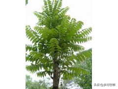 怎样预防牛胀气呢,牛胀气的防治