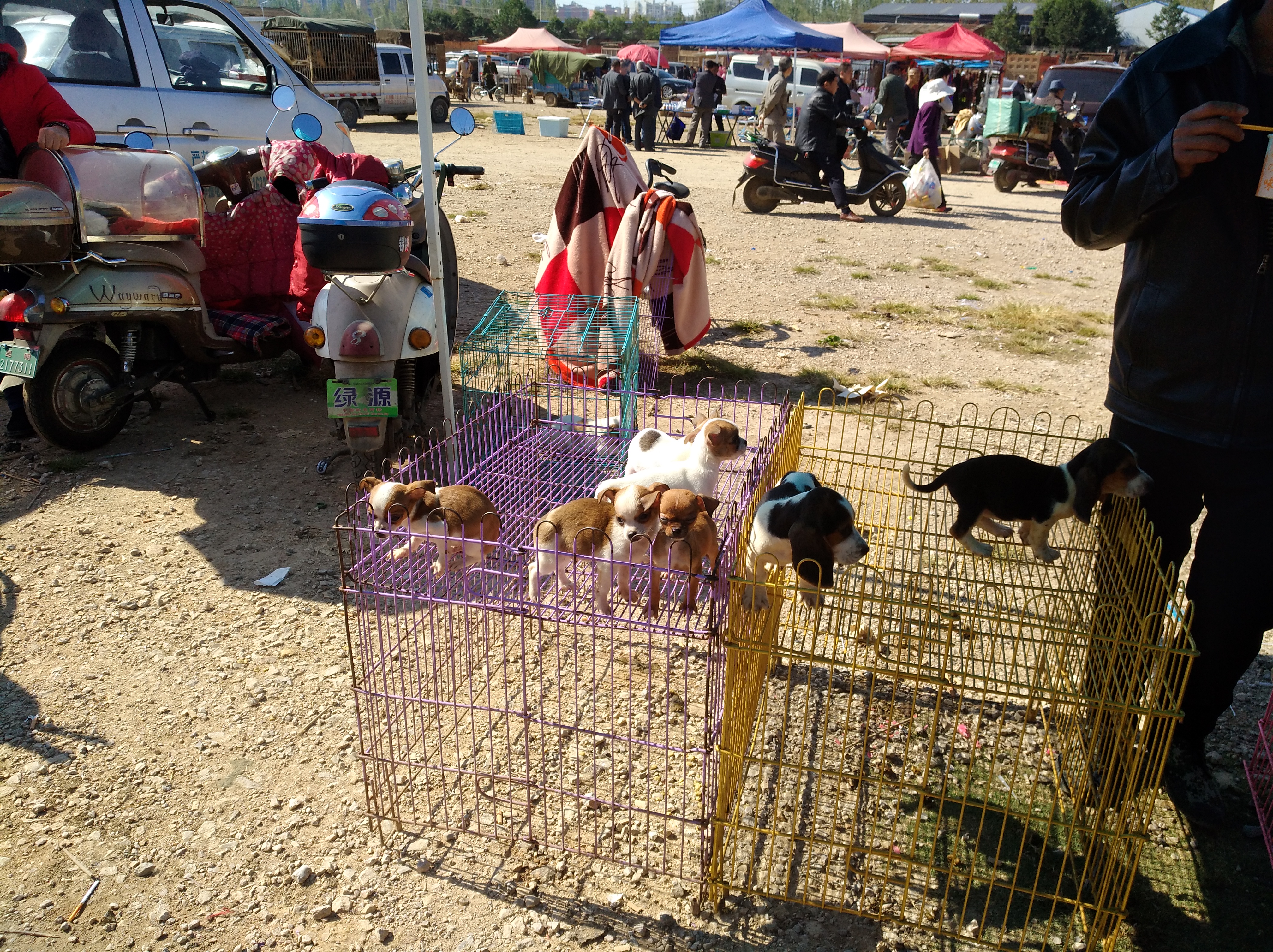 选择正规宠物托运公司,在网上买宠物狗测评可靠吗