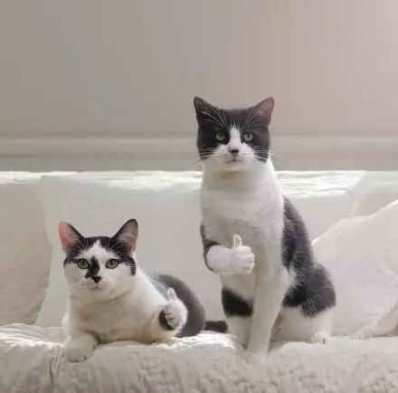 拔智齿花了260,拔智齿花了14800多