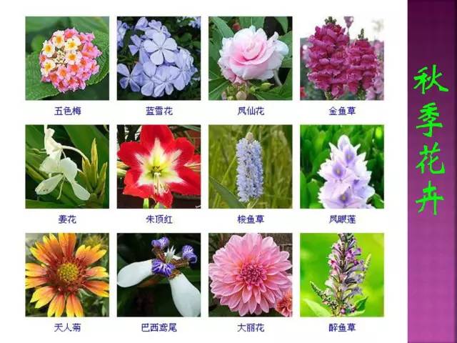 花卉大全500种观叶植物名称,1332种常见花卉植物图谱