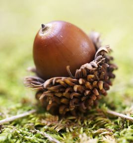 小时候常见又叫不上名的动植物,你们老家怎么说?满满的童年回忆