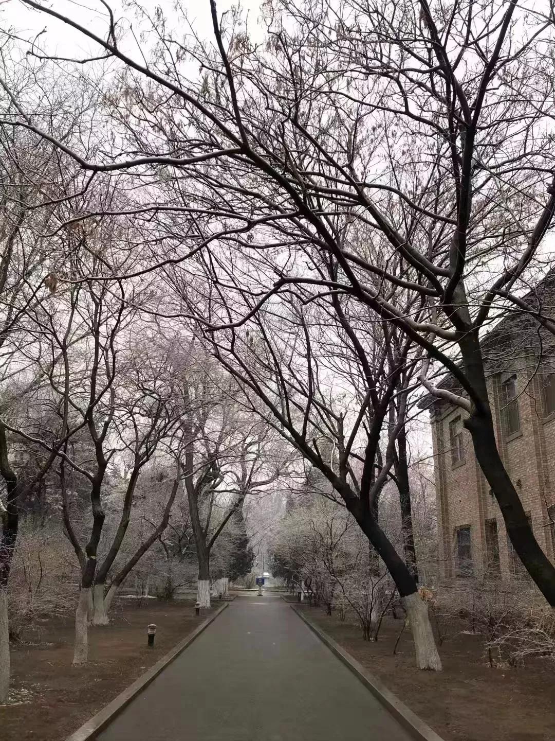 辽宁大学和鲁迅美术学院,辽宁省鲁迅美术学院是985吗