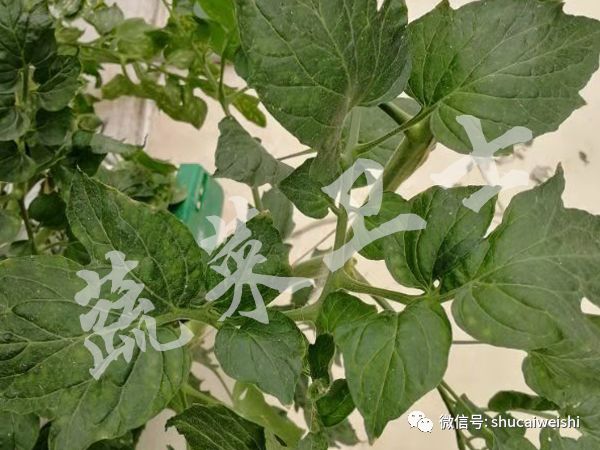 番茄褪绿病毒病特效药,西红柿褪绿病毒怎么引起的