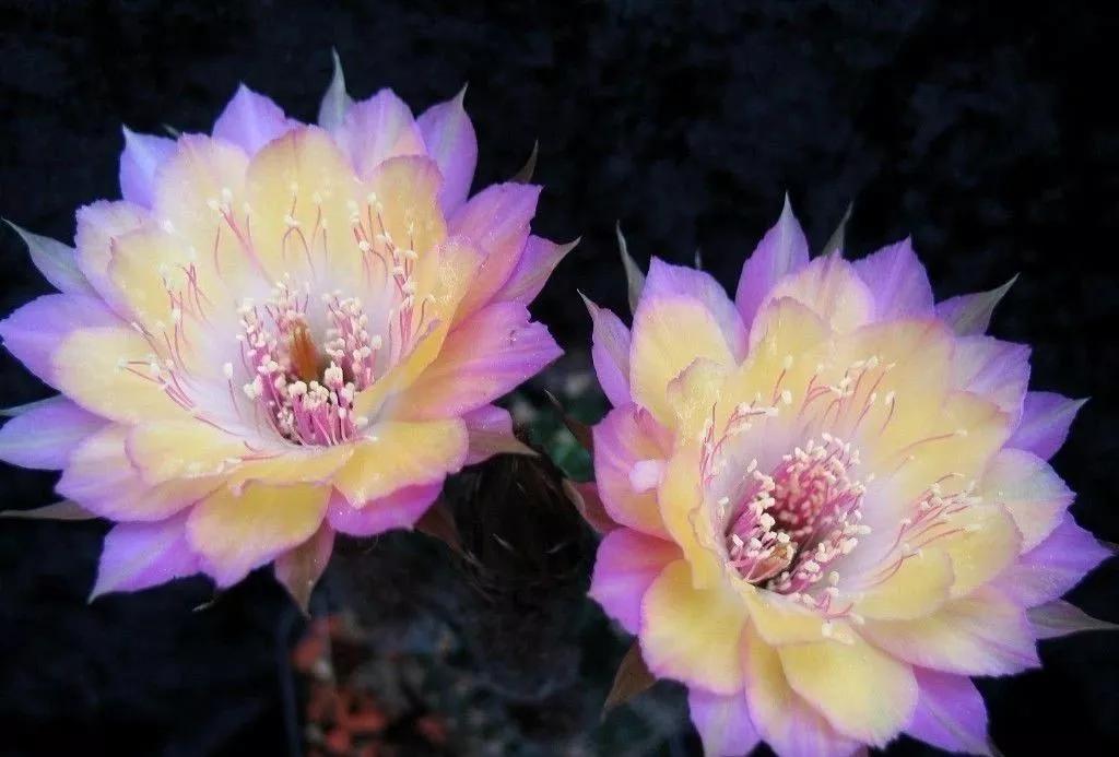 100种仙人球花图片,100种仙人球的品种视频