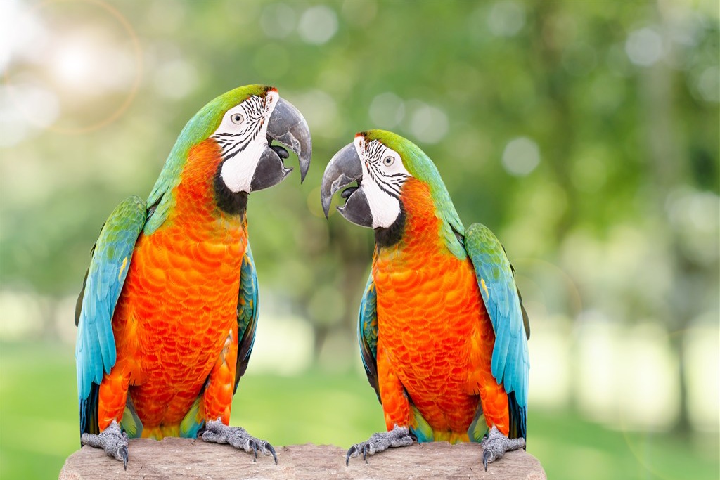 养宠经验虎皮鹦鹉拉稀吃什么药,手养鹦鹉拉稀怎么解决