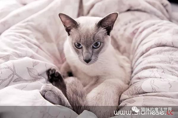 猫咪品种大盘点3:暹罗猫