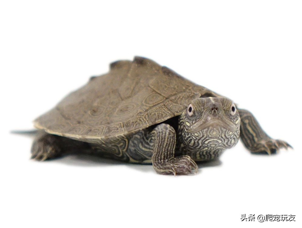 密西西比麝香龟饲养环境,密西西比地图龟好养吗