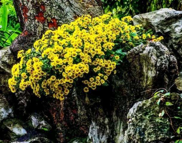 国学启蒙古诗词app,国学启蒙古诗词