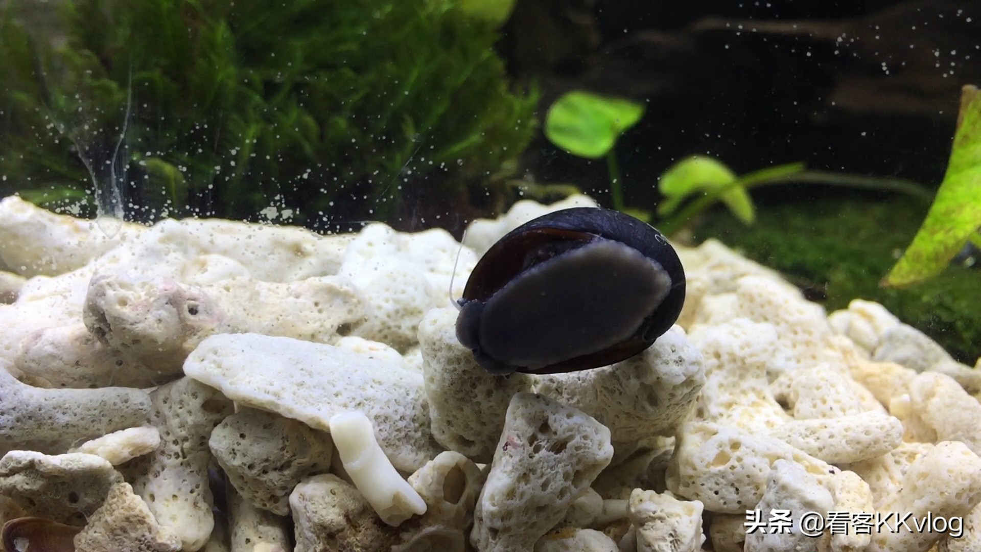 缸壁除藻能力最强的螺排名,哪种螺除藻效果好不乱繁殖