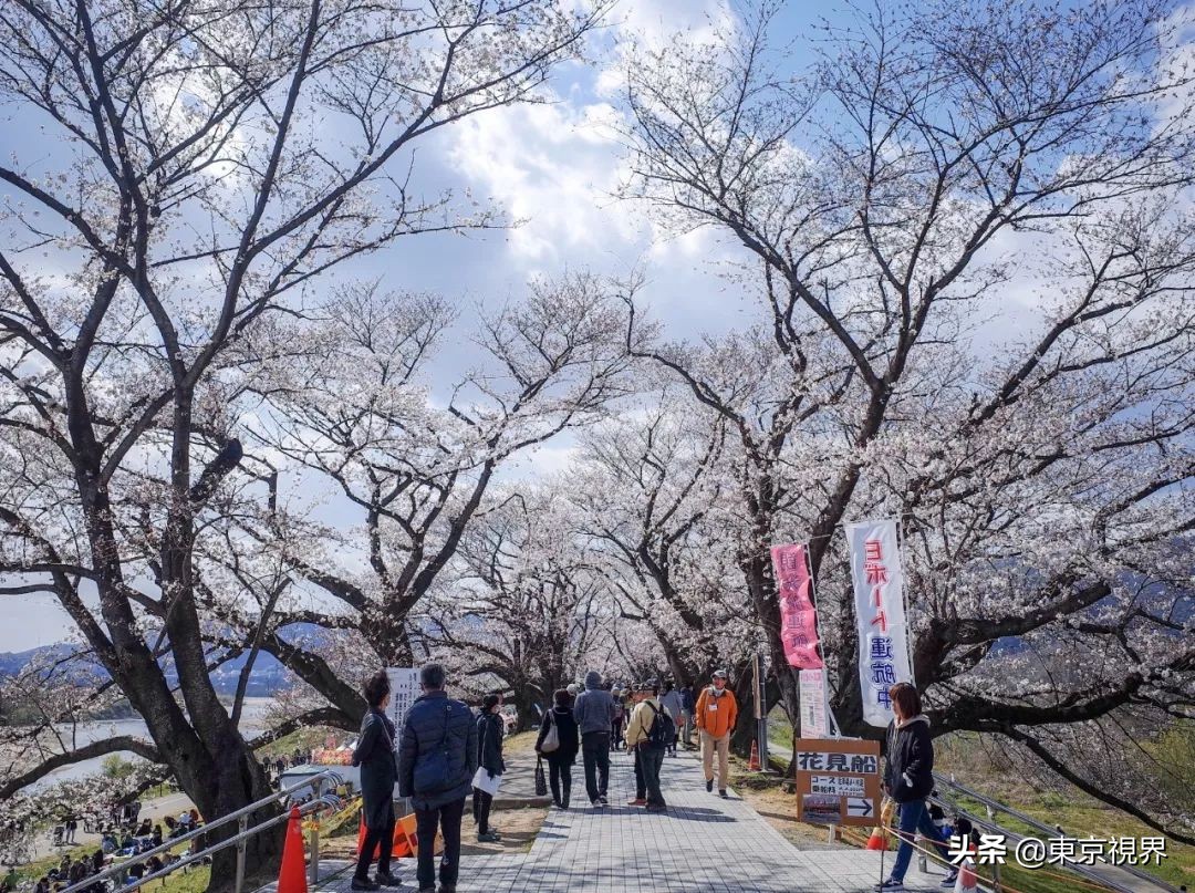 我在京都，攒下一整个春日的绝美樱色送给你。