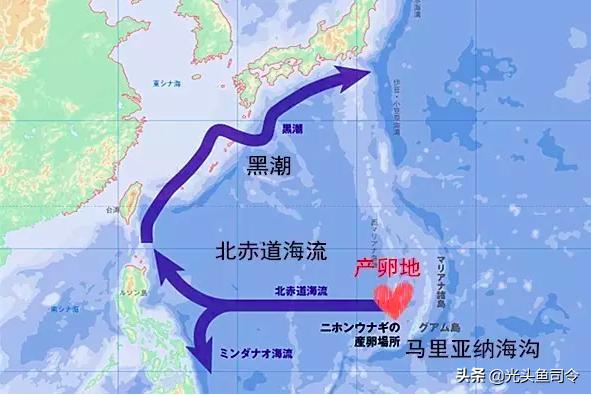 为什么鳗鱼产卵死亡,鳗鱼产卵后死亡被发现了吗