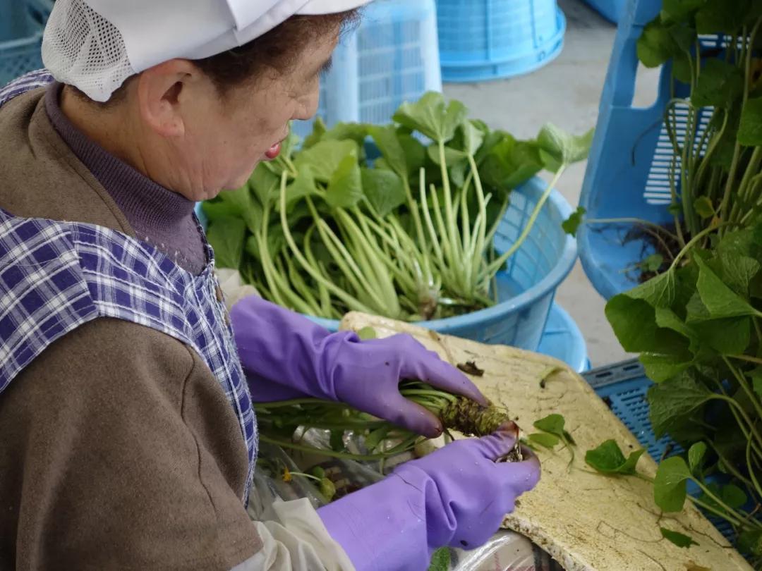 25亩荒地居然年游客竟然超过100万