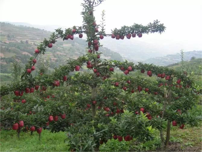 李遂祥苹果树冬季修剪技术,苹果树修剪技术视频全集播放