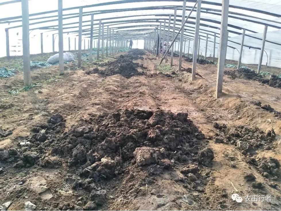 鸡粪不发酵直接上地里的危害,没发酵的鸡粪有什么危害