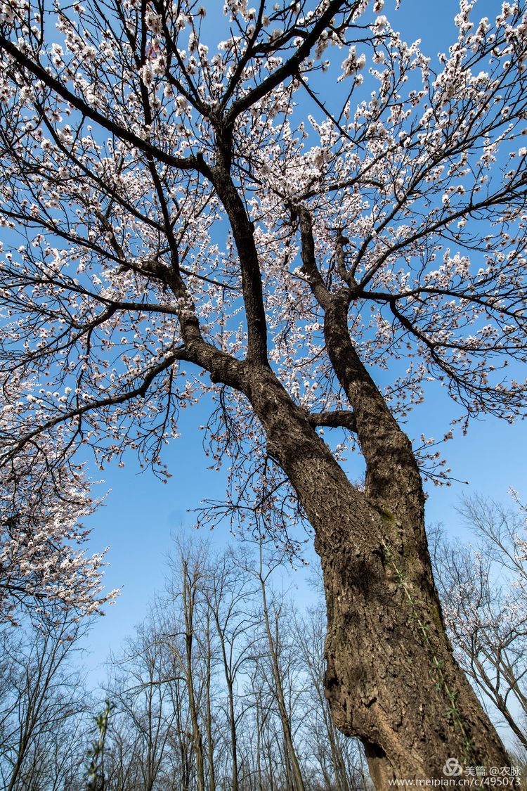 河南灵宝百年古杏林花开遍山野,灵宝北沟古杏林图片