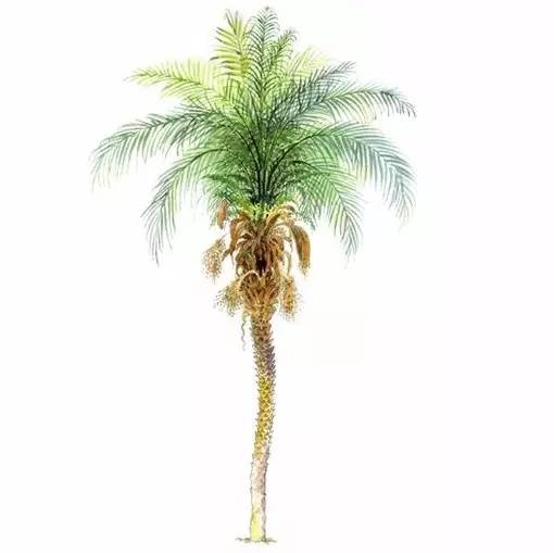 十种不同树叶的画法,五种不同树木的画法简单的