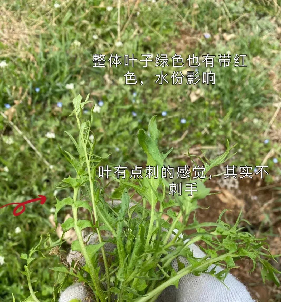 怎么判断荠菜嫩不嫩,如何辨别荠菜视频