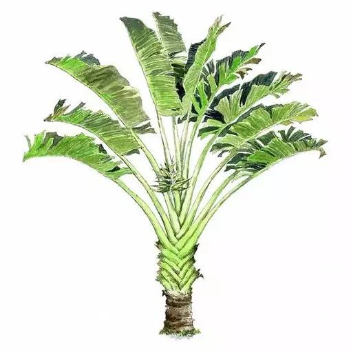 十种不同树叶的画法,五种不同树木的画法简单的