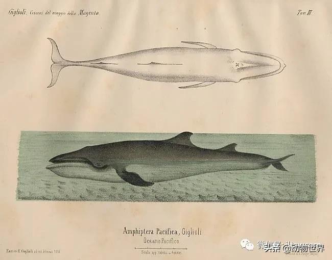 不可思议的神秘动物,不可思议的动物